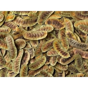 Naturalce Açlık Otu (Sinameki) 50 Gr için ayrıntıları göster Naturalce Açlık Otu (Sinameki) 50 Gr resmi